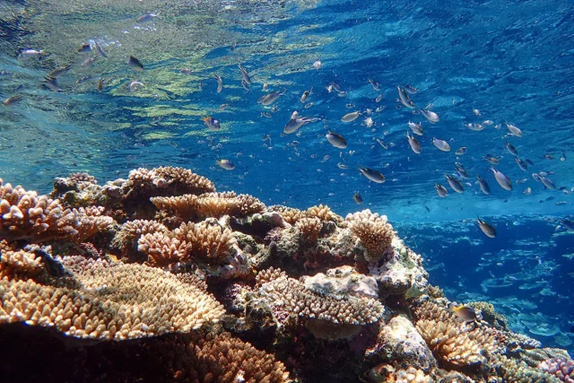 石垣島でウミガメに会える！幻の島＆青の洞窟シュノーケリングスポット完全ガイド