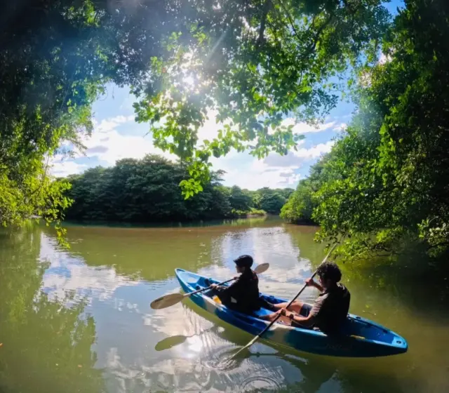 マングローブ カヌー