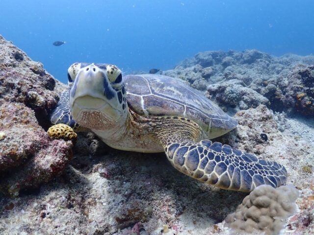 石垣島でウミガメに会える！幻の島＆青の洞窟シュノーケリングスポット完全ガイド