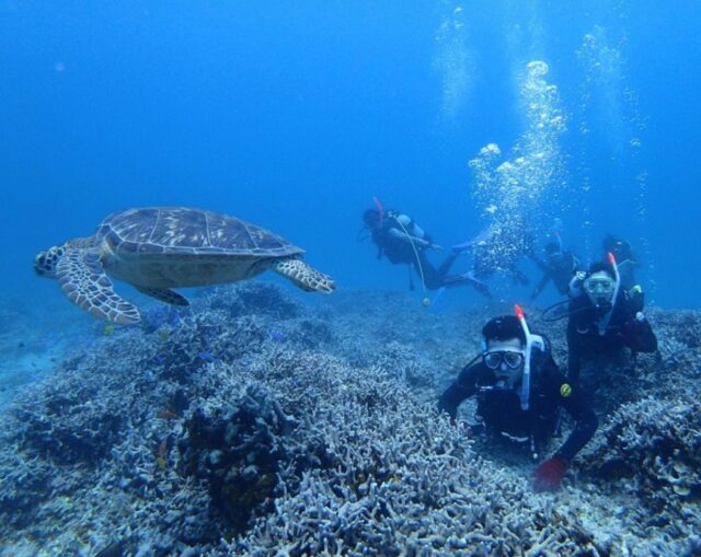 石垣島でウミガメに会える！幻の島＆青の洞窟シュノーケリングスポット完全ガイド