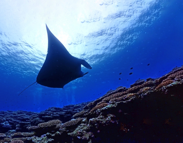 石垣島でウミガメに会える！幻の島＆青の洞窟シュノーケリングスポット完全ガイド