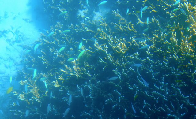 石垣島 エメラルドグリーン サンゴ礁