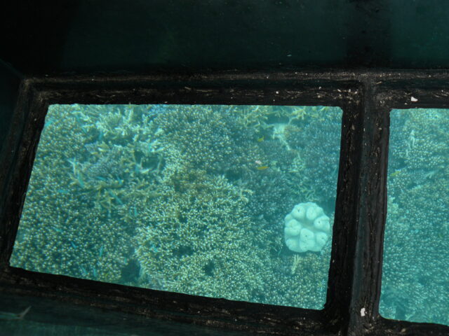 石垣島 グラスボート